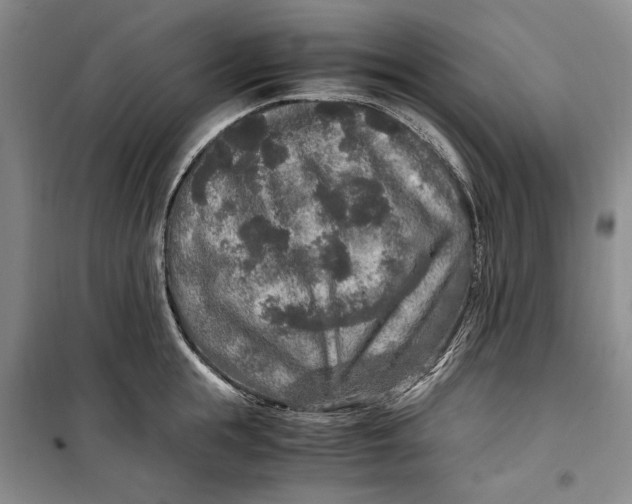 X0000099990855200806131433