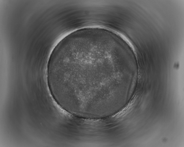 X0000099990951200806131431