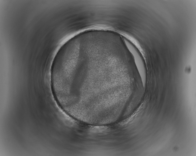 X0000099991335200806131426