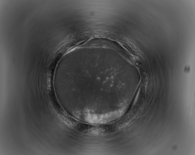 X0000099990696200806201450