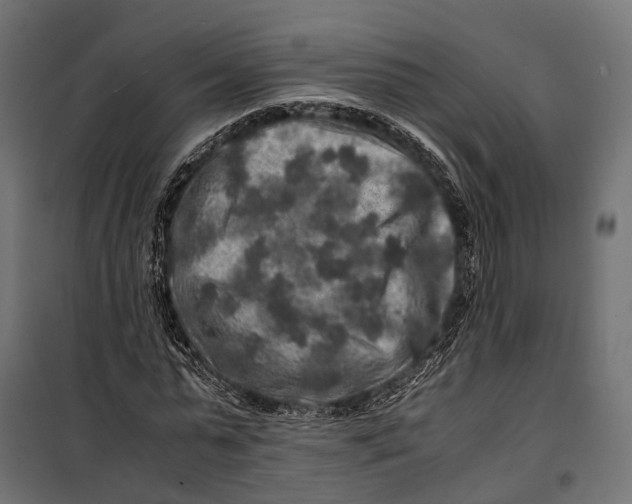 X0000099990775200806201448