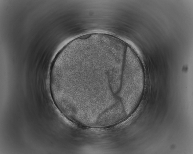 X0000099990910200806201446