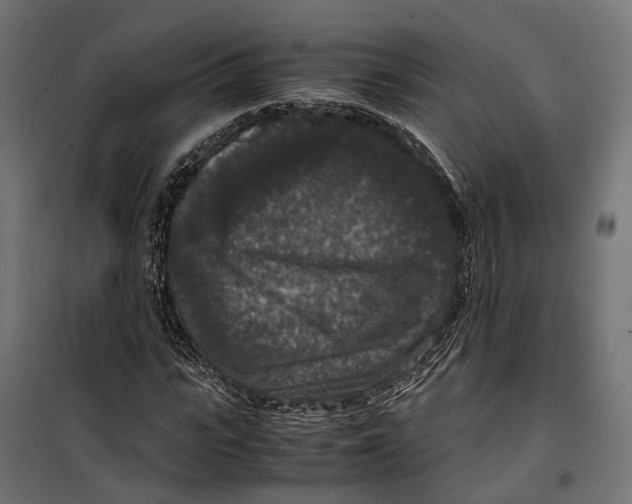 X0000099990919200806201445