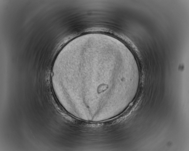 X0000099990937200806201445