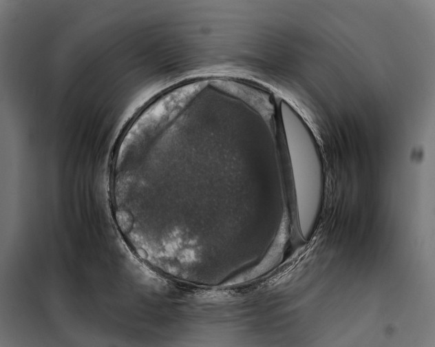 X0000099990998200806201445