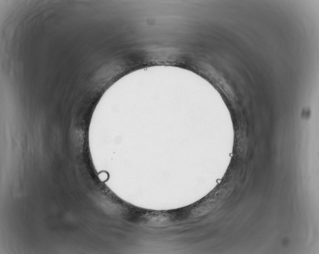 X0000100190113200805300733