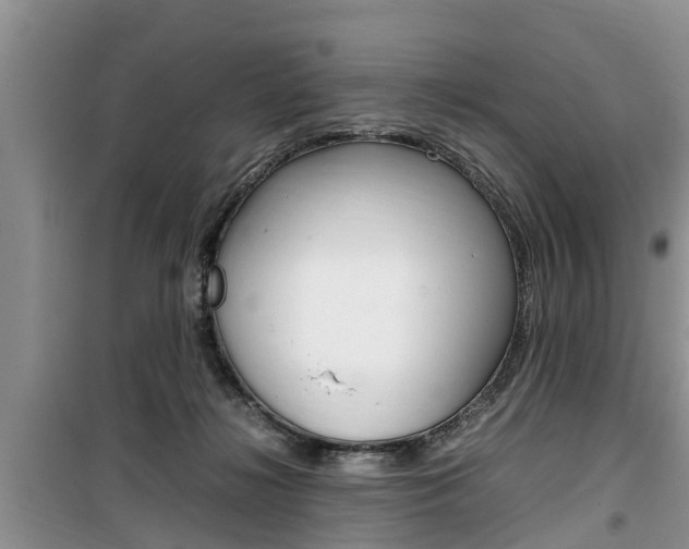 X0000100190268200805300731