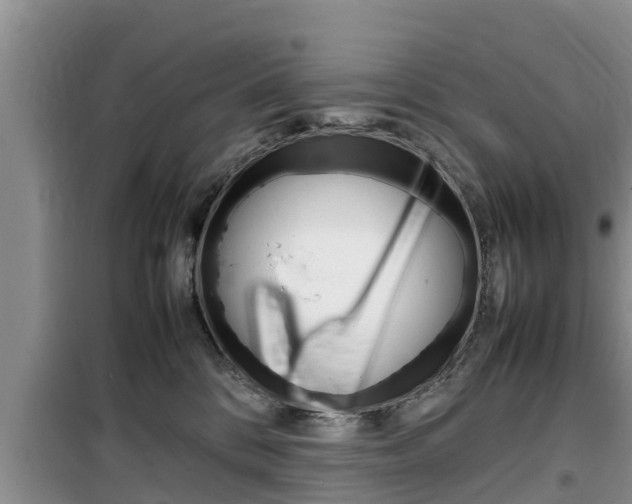 X0000100190328200805300730