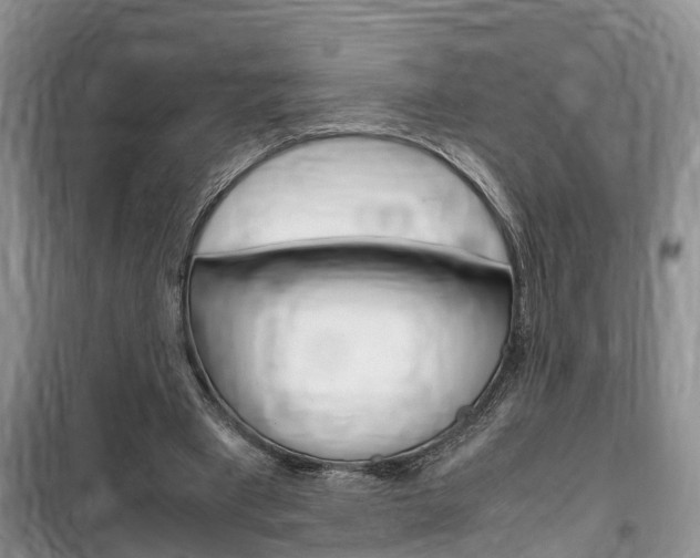X0000100190393200805300729
