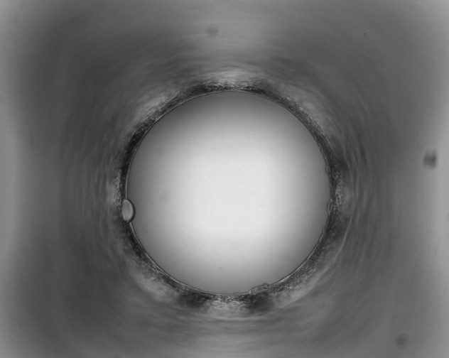 X0000100190403200805300729