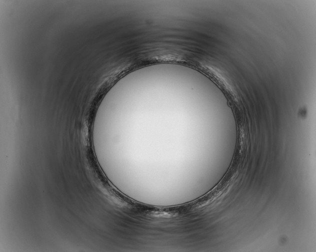 X0000100190453200805300728