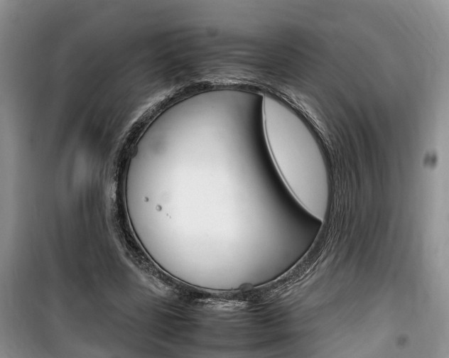 X0000100190539200805300727