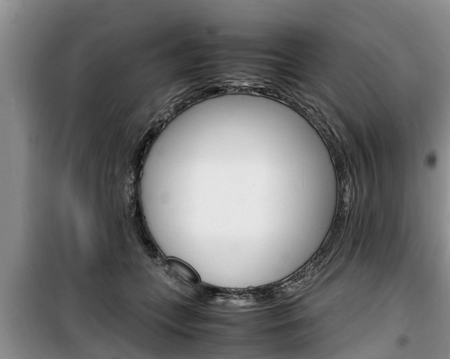 X0000100190559200805300727