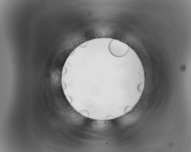 X0000100190672200805300726