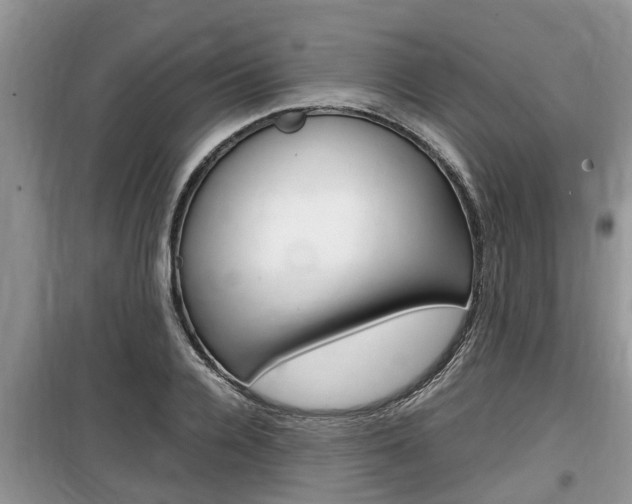 X0000100190936200805300721