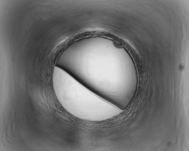 X0000100190967200805300721