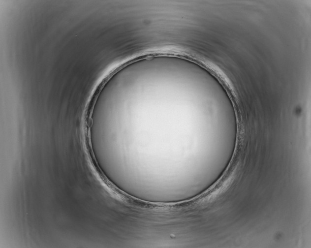 X0000100190989200805300721