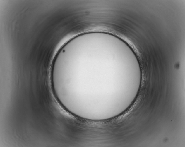 X0000100191086200805300719