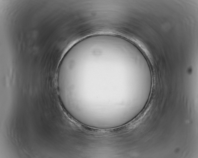 X0000100191097200805300719