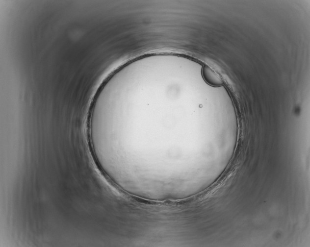 X0000100191189200805300718