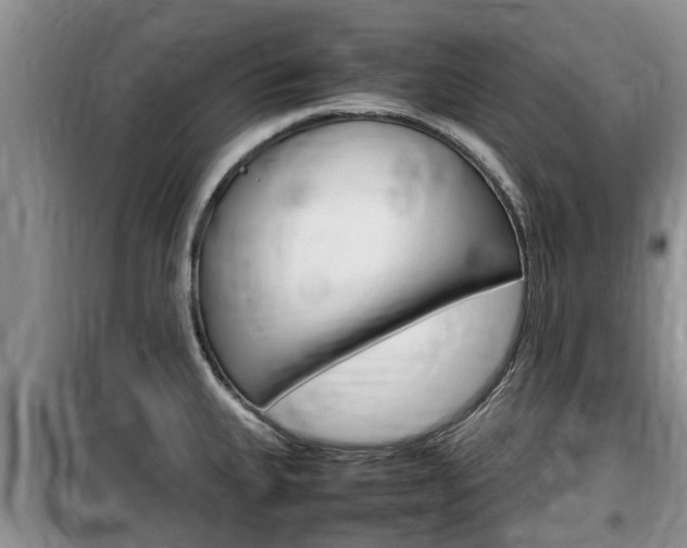 X0000100191335200805300716