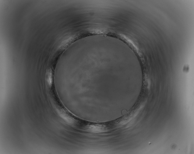 X0000100190069200805301257