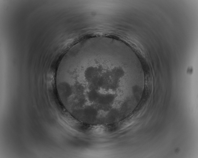 X0000100190127200805301256