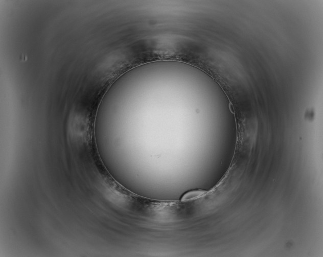X0000100190136200805301256