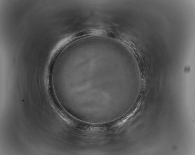X0000100190149200805301255