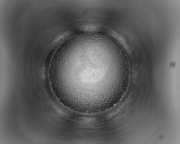 X0000100190161200805301255
