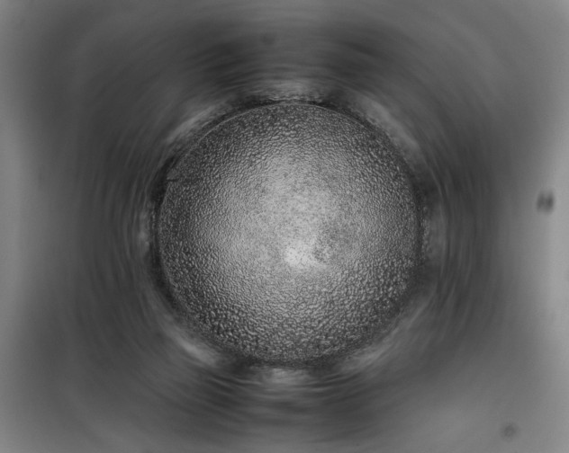 X0000100190165200805301255