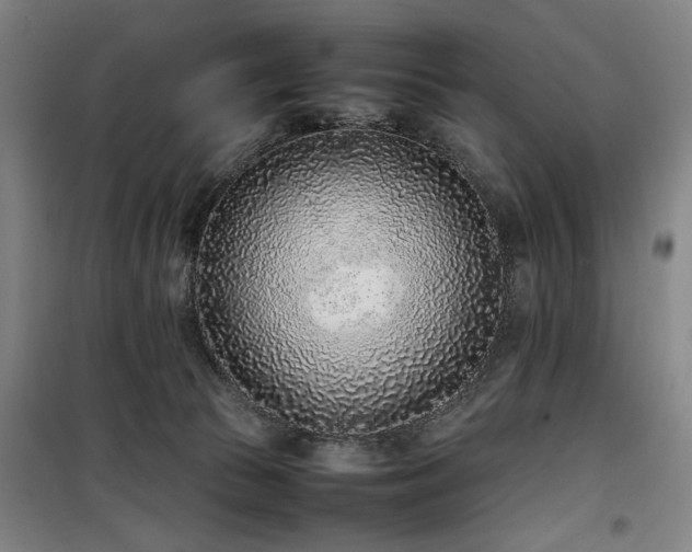 X0000100190177200805301255