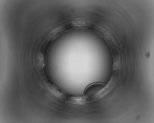 X0000100190187200805301256