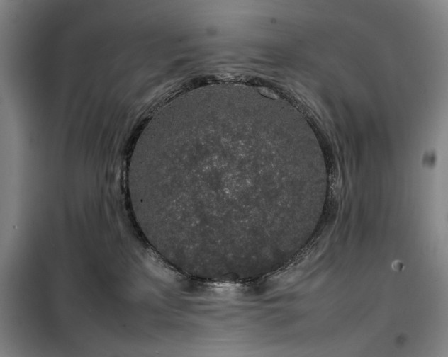 X0000100190233200805301255