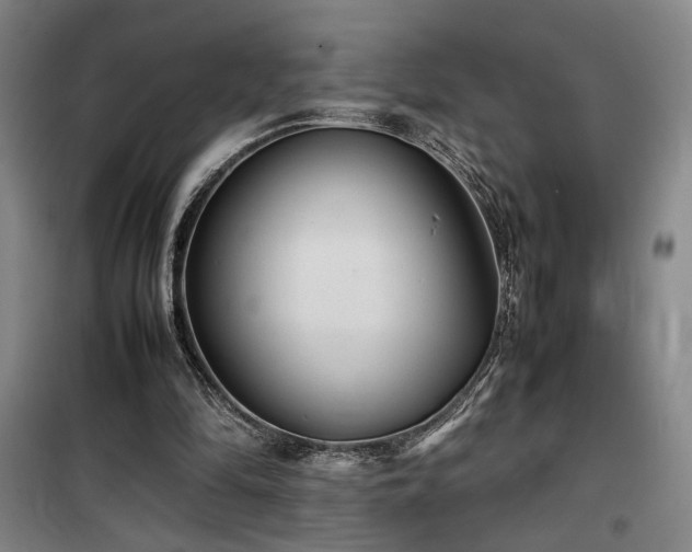 X0000100190294200805301254
