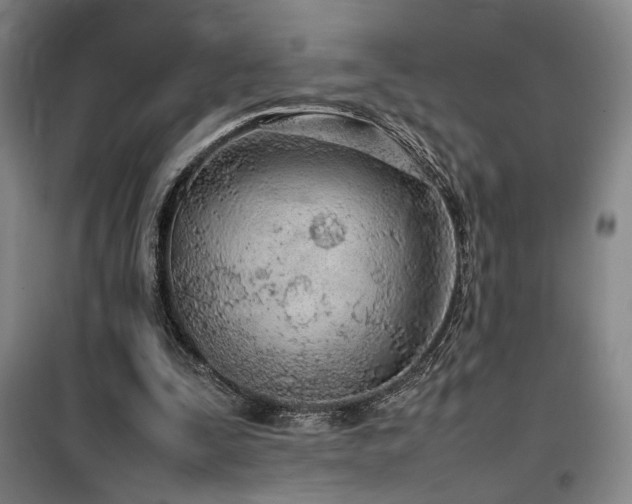 X0000100190295200805301253