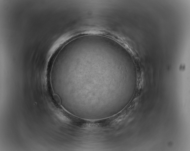 X0000100190296200805301253