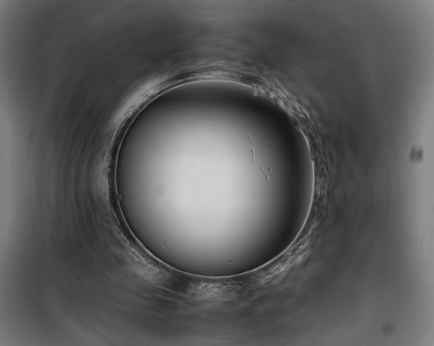 X0000100190341200805301252