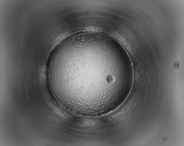 X0000100190347200805301252