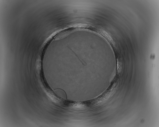 X0000100190348200805301252