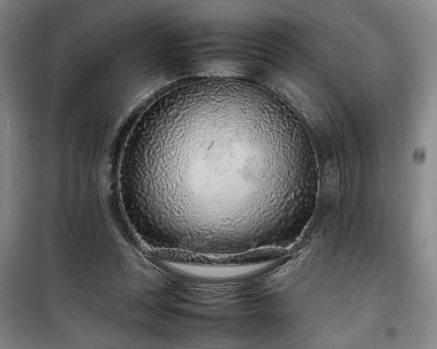 X0000100190351200805301252