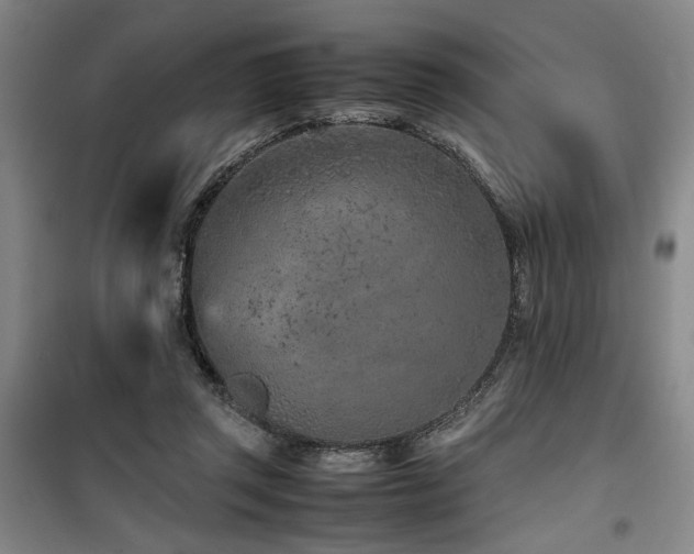 X0000100190357200805301252
