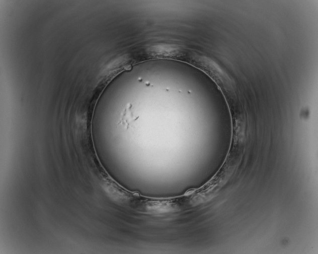 X0000100190377200805301253