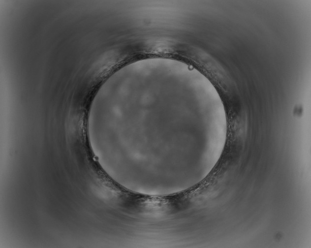 X0000100190415200805301252