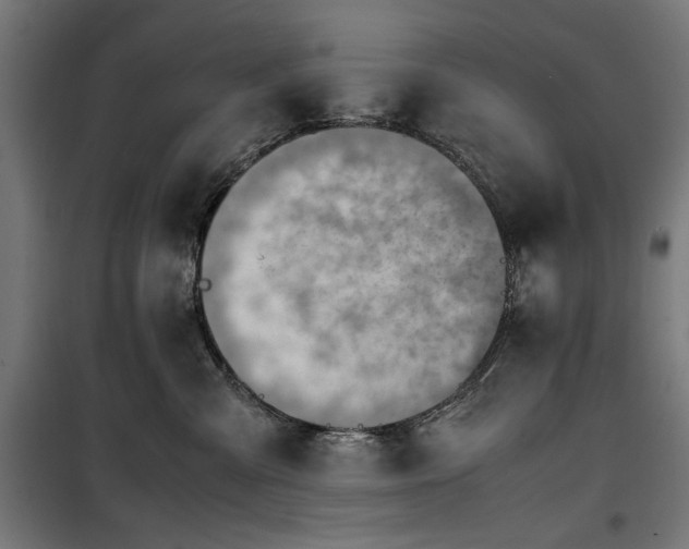 X0000100190427200805301251