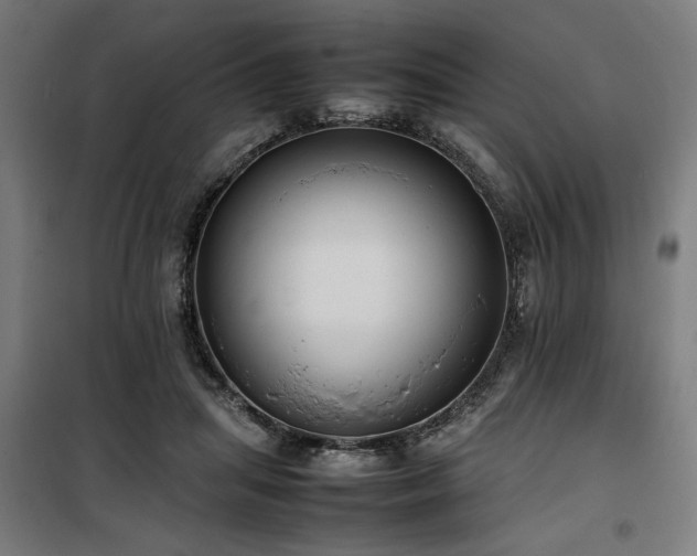 X0000100190455200805301251