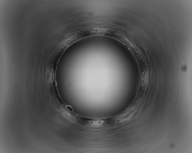 X0000100190474200805301251