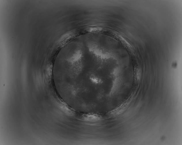X0000100190475200805301251