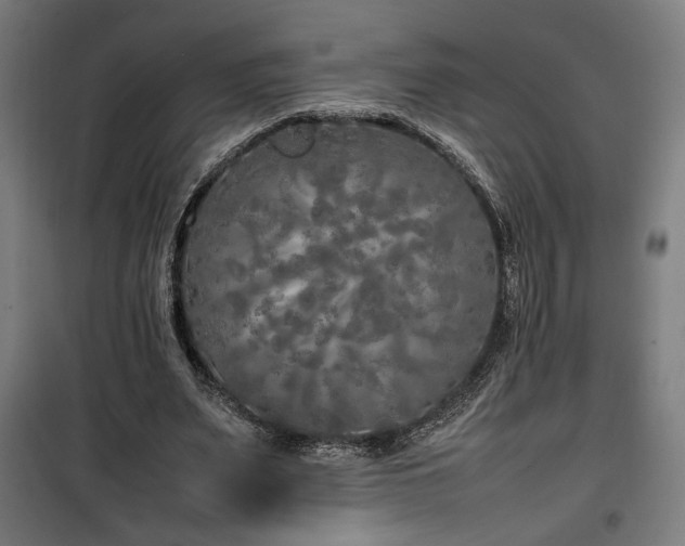 X0000100190487200805301251
