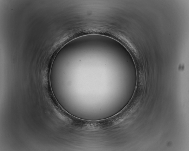 X0000100190489200805301251